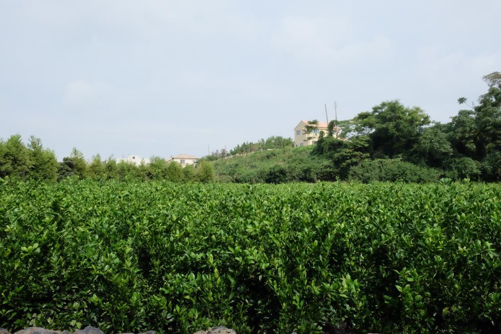 Villa Aewol Mihas Jeju Esterno foto