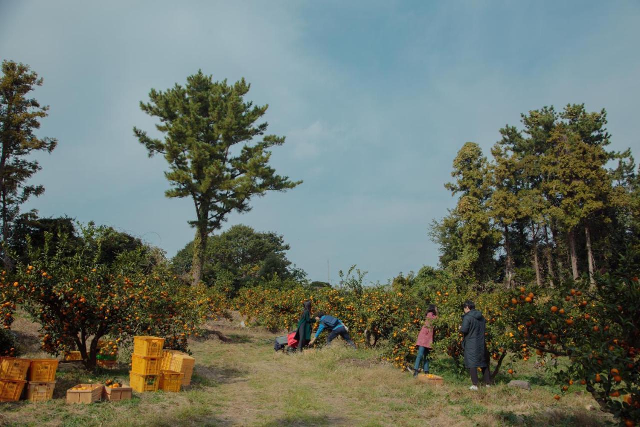 Villa Aewol Mihas Jeju Esterno foto