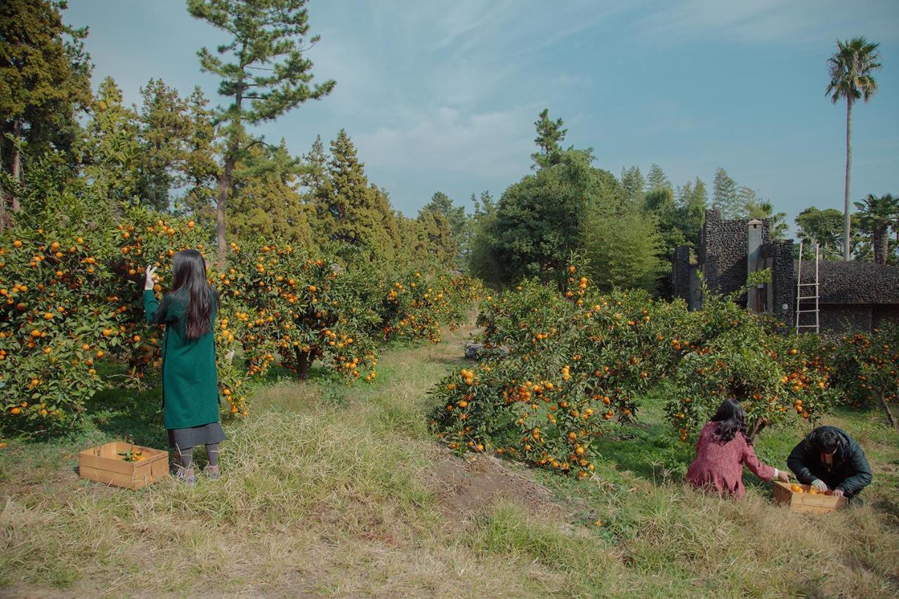 Villa Aewol Mihas Jeju Esterno foto